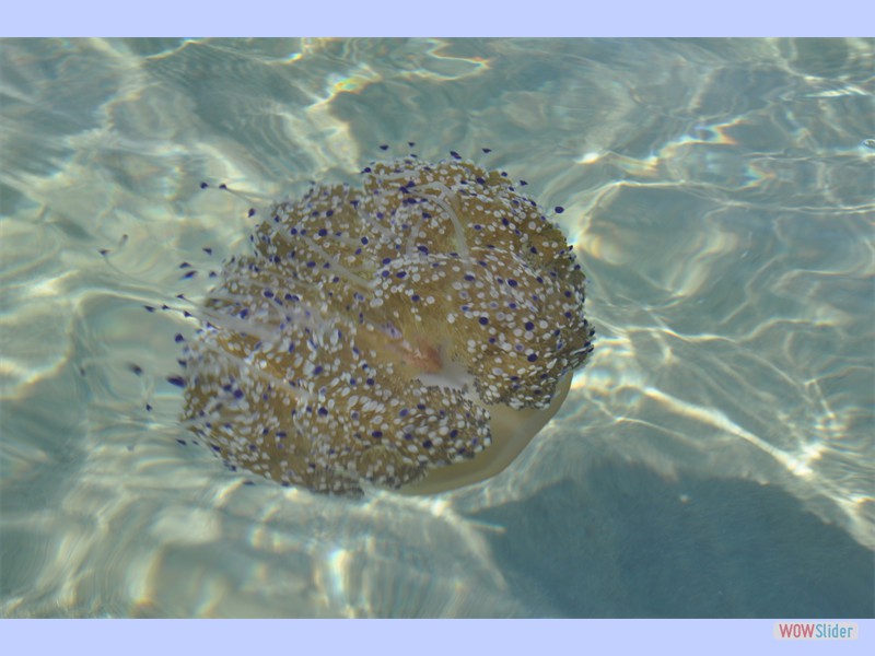 Такие вот медузы
