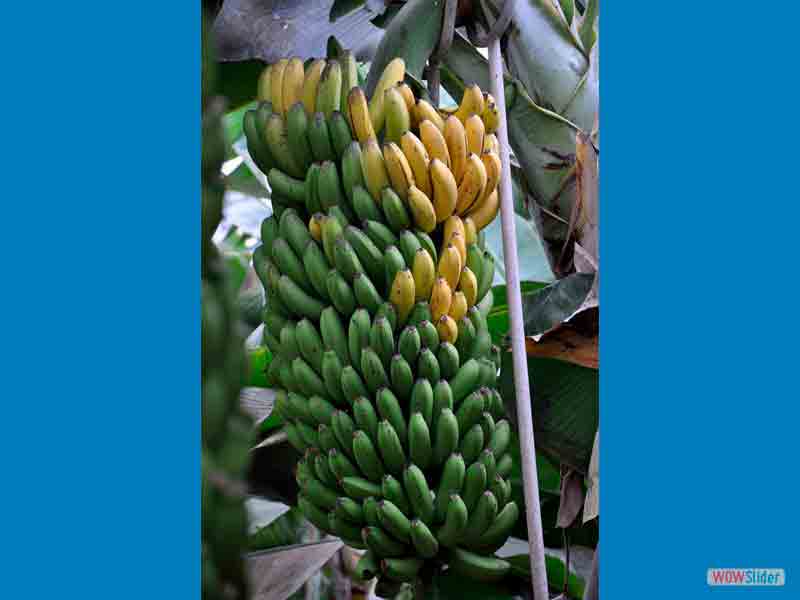Плантации бананов на побережье